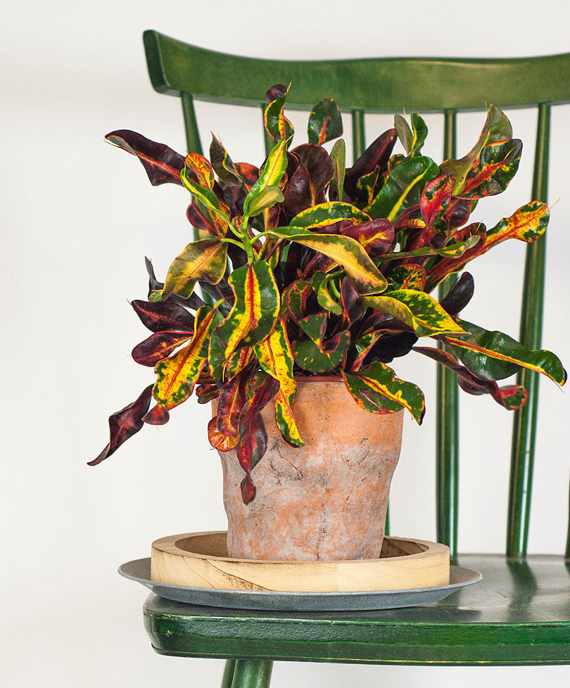 Croton Codiaeum 'Mammi'