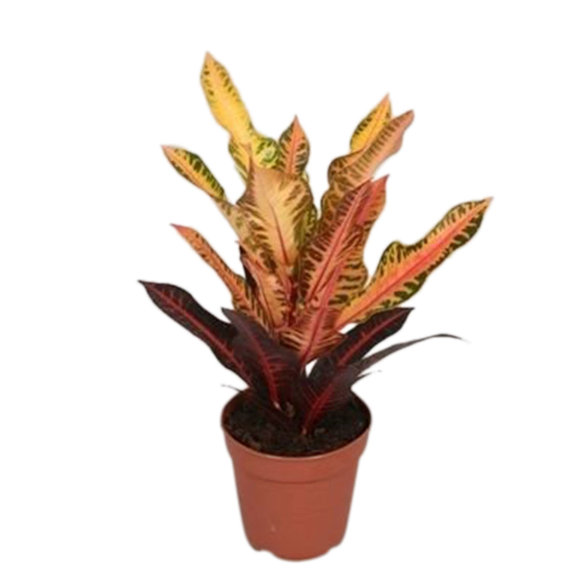 Croton Codiaeum 'Mrs. Iceton'