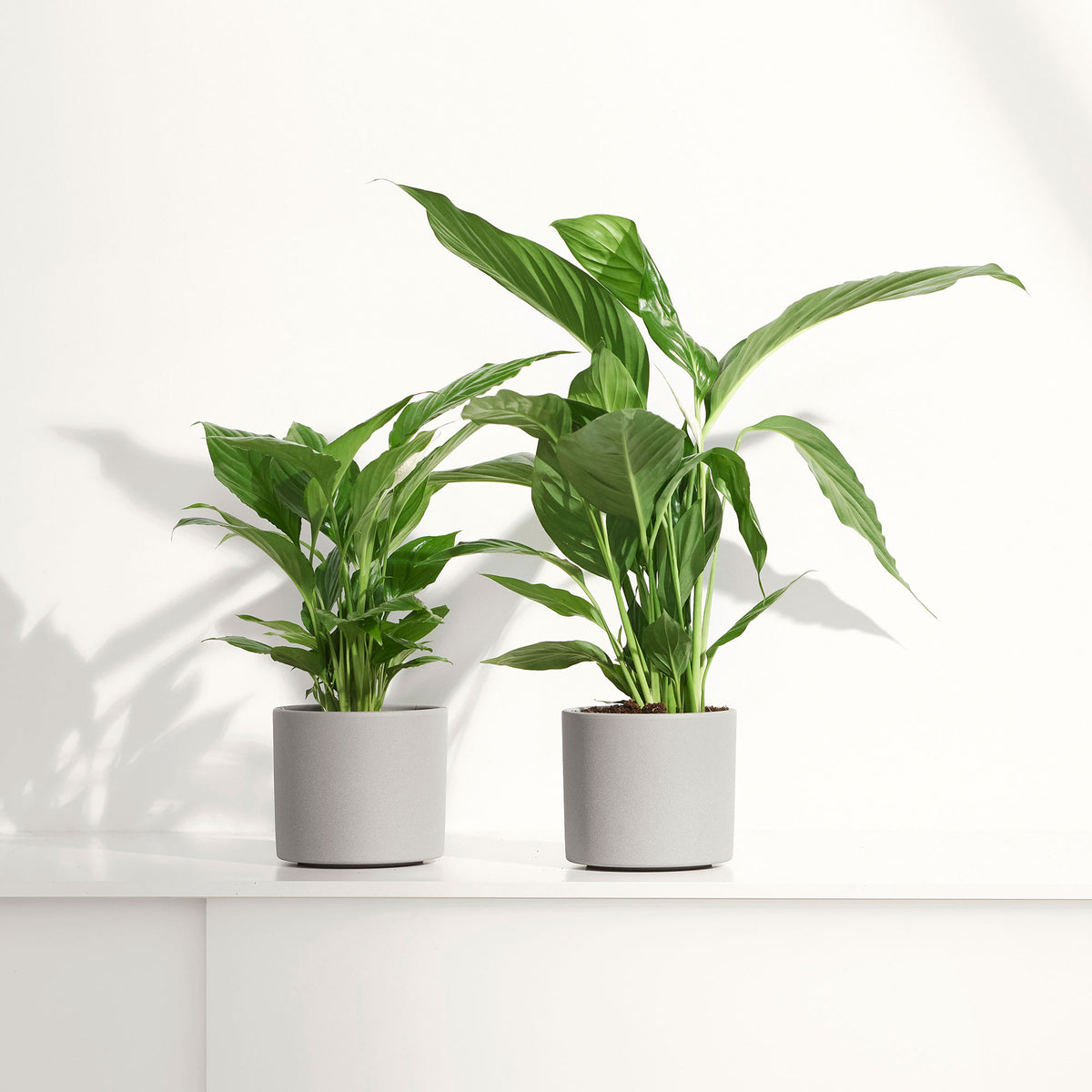 Peace lily Spathiphyllum 'Pearl Cupido' White