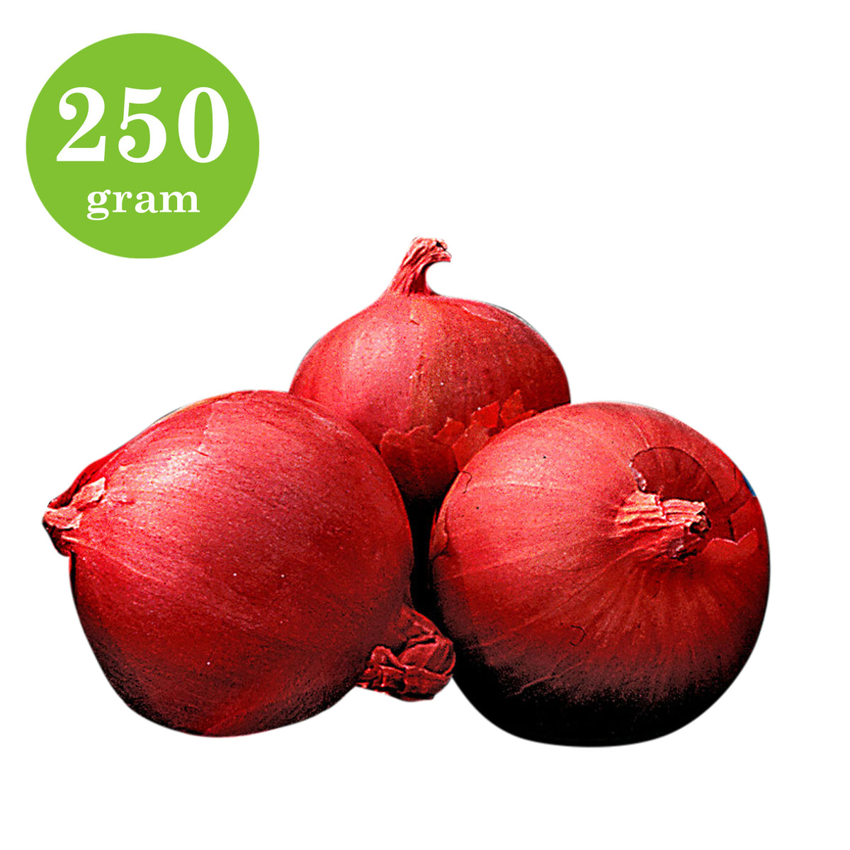 Red shallot Allium 'Red Sun'