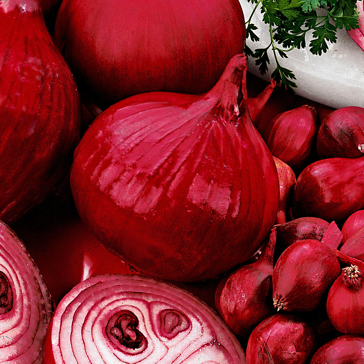 Onion Allium 'Brunswijker Red Comred'