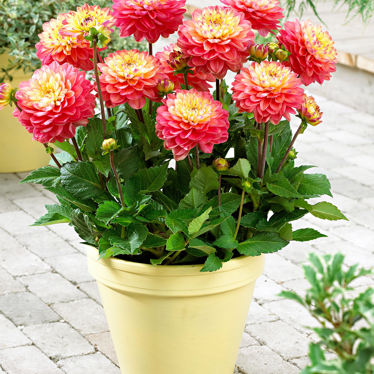Dahlia 'Melody Allegro' pink-yellow