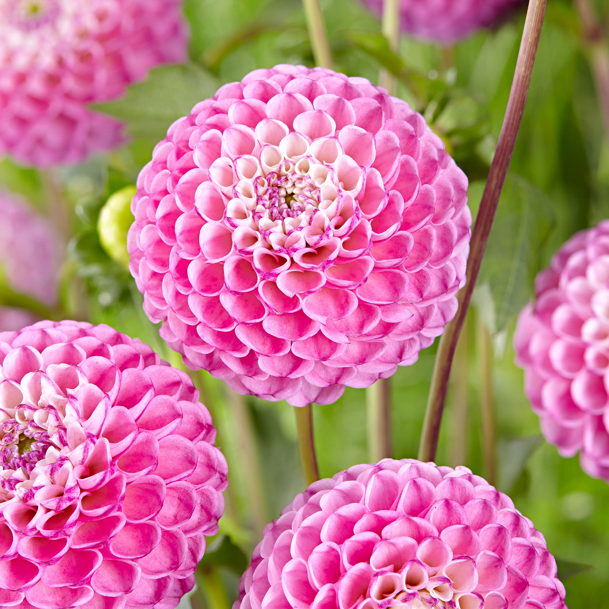 Buy 3x Dahlia 'Zippity Do Da' pink | Bakker.com