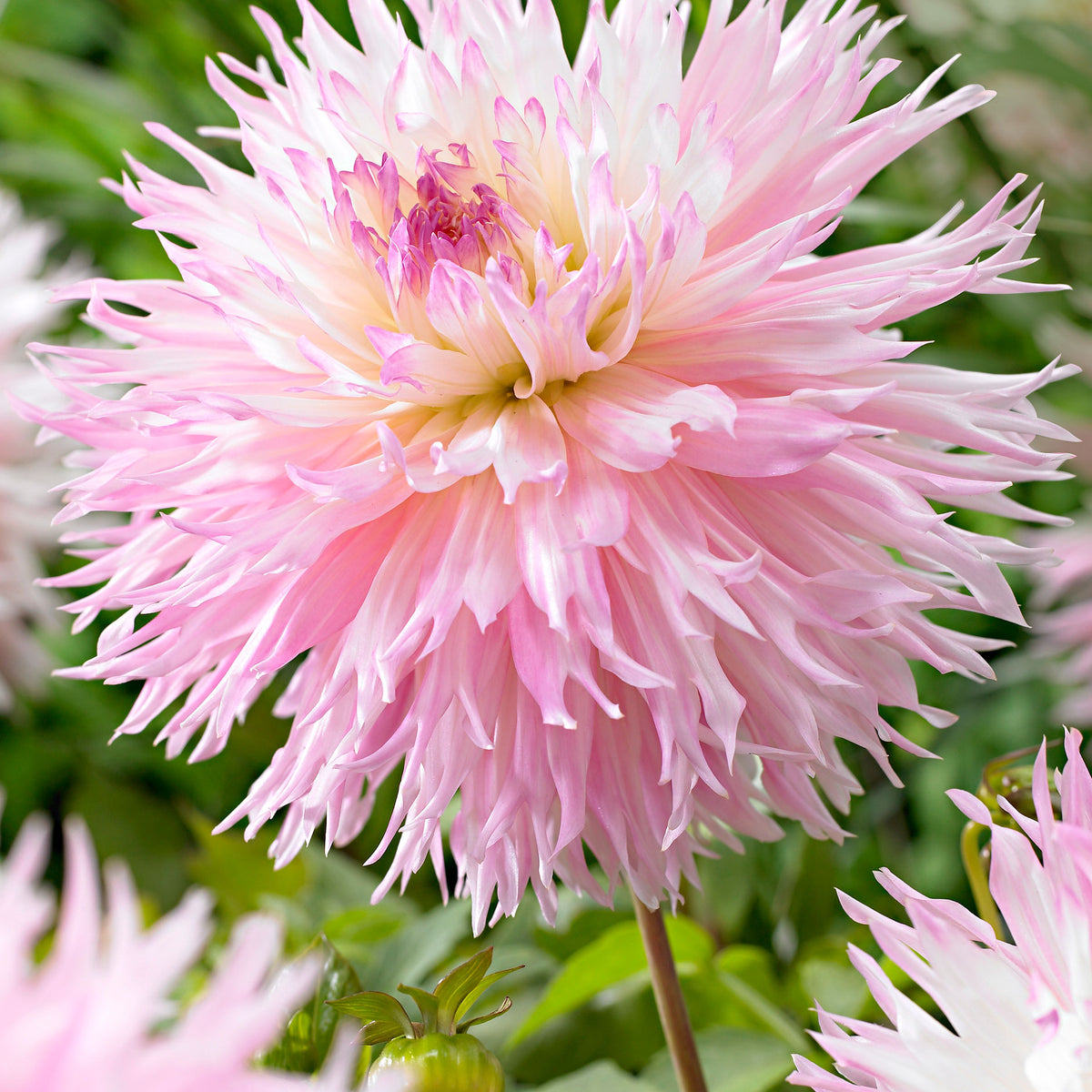 Dahlia 'Nadia Ruth' white-pink