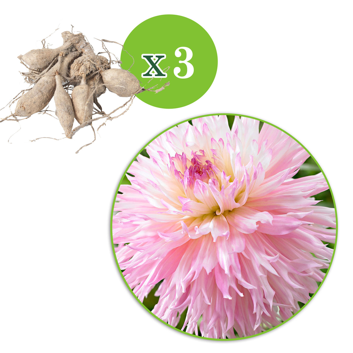Dahlia 'Nadia Ruth' white-pink