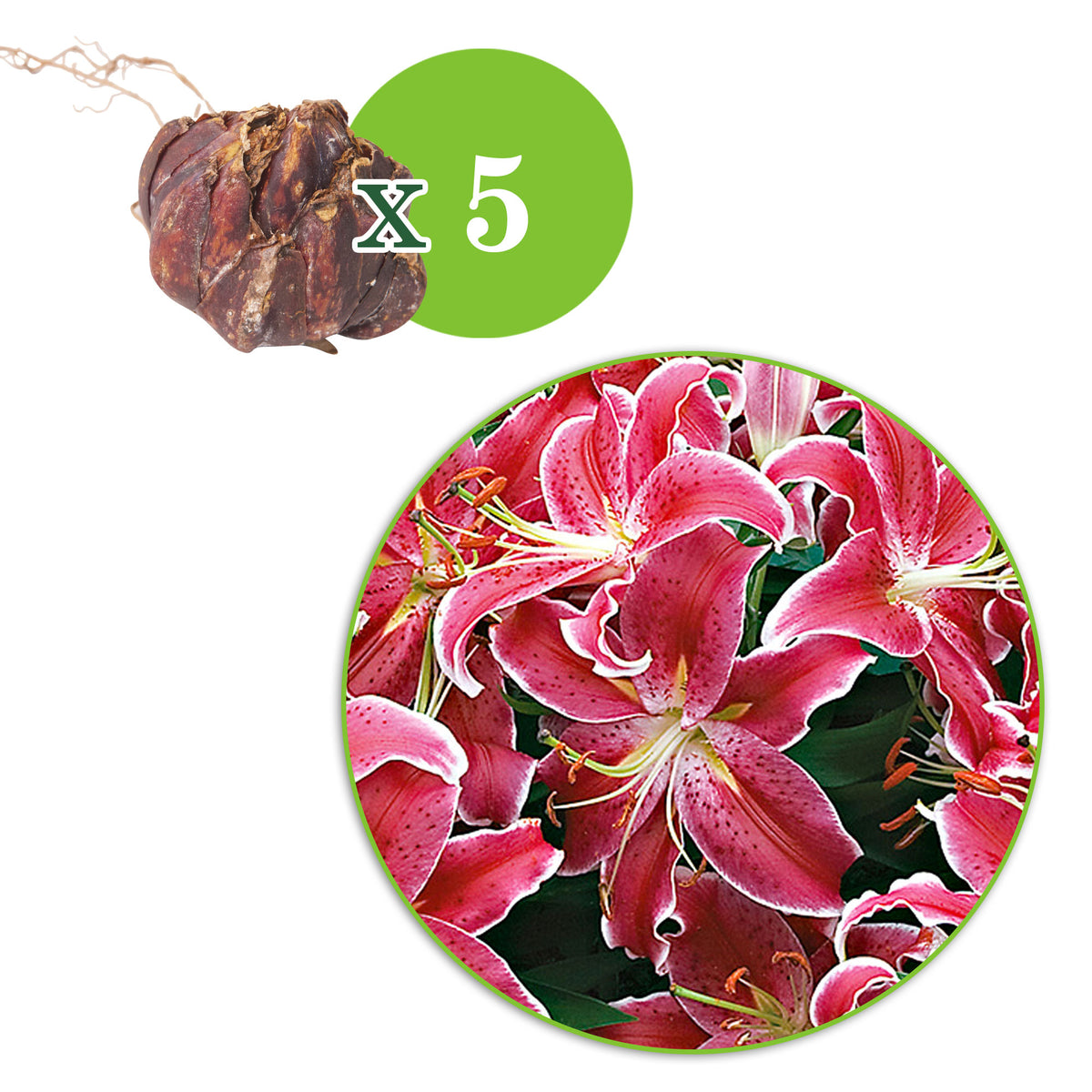 5x Lily 'Starlight Express' pink
