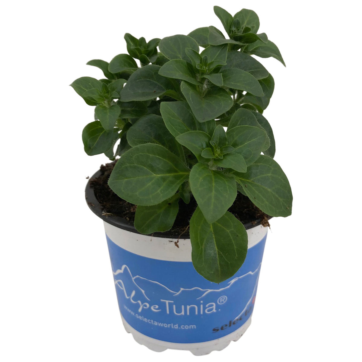 3x Petunia 'Dark Purple' Purple