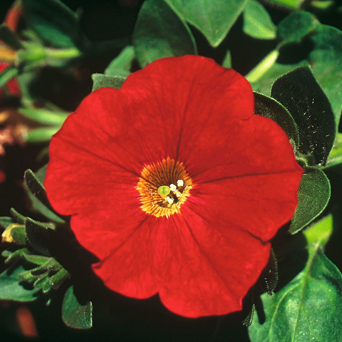 3x Petunia 'Red' Red