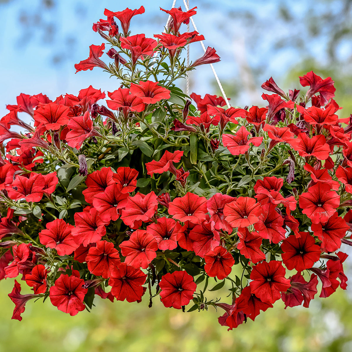3x Petunia 'Red' Red