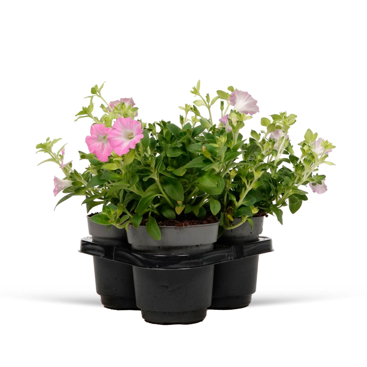 3x Petunia 'Soft Pink' Pink