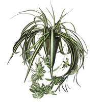 Artificial hanging Chlorophytum plant