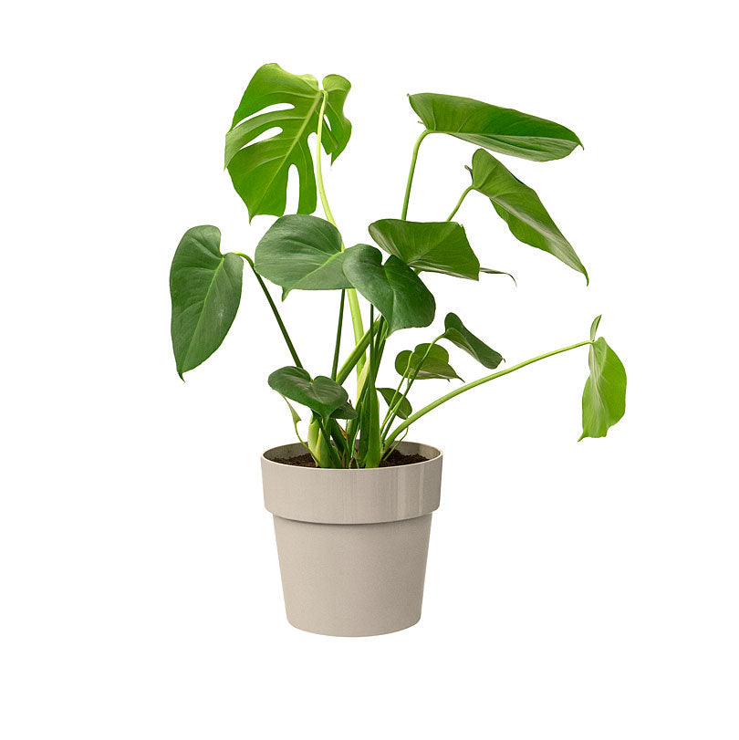 Elho flower pot B.for original round grey - Indoor pot
