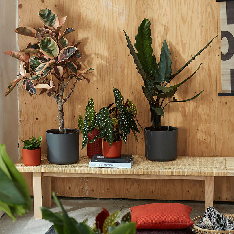Elho Flower pot B.for soft round anthracite - Indoor pot