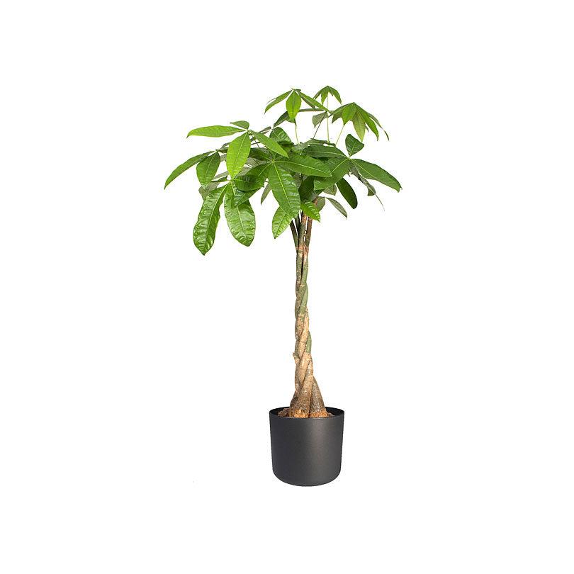 Elho Flower pot B.for soft round anthracite - Indoor pot