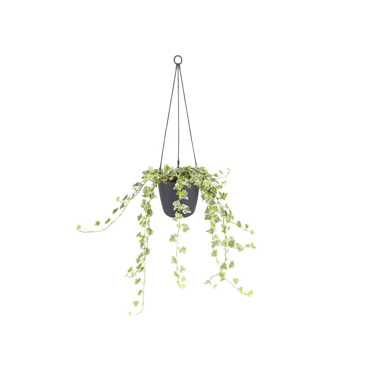 Elho hanging basket Brussels round anthracite - Indoor pot