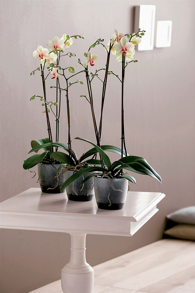 Elho Flower pot Brussels orchid round transparent - Indoor pot