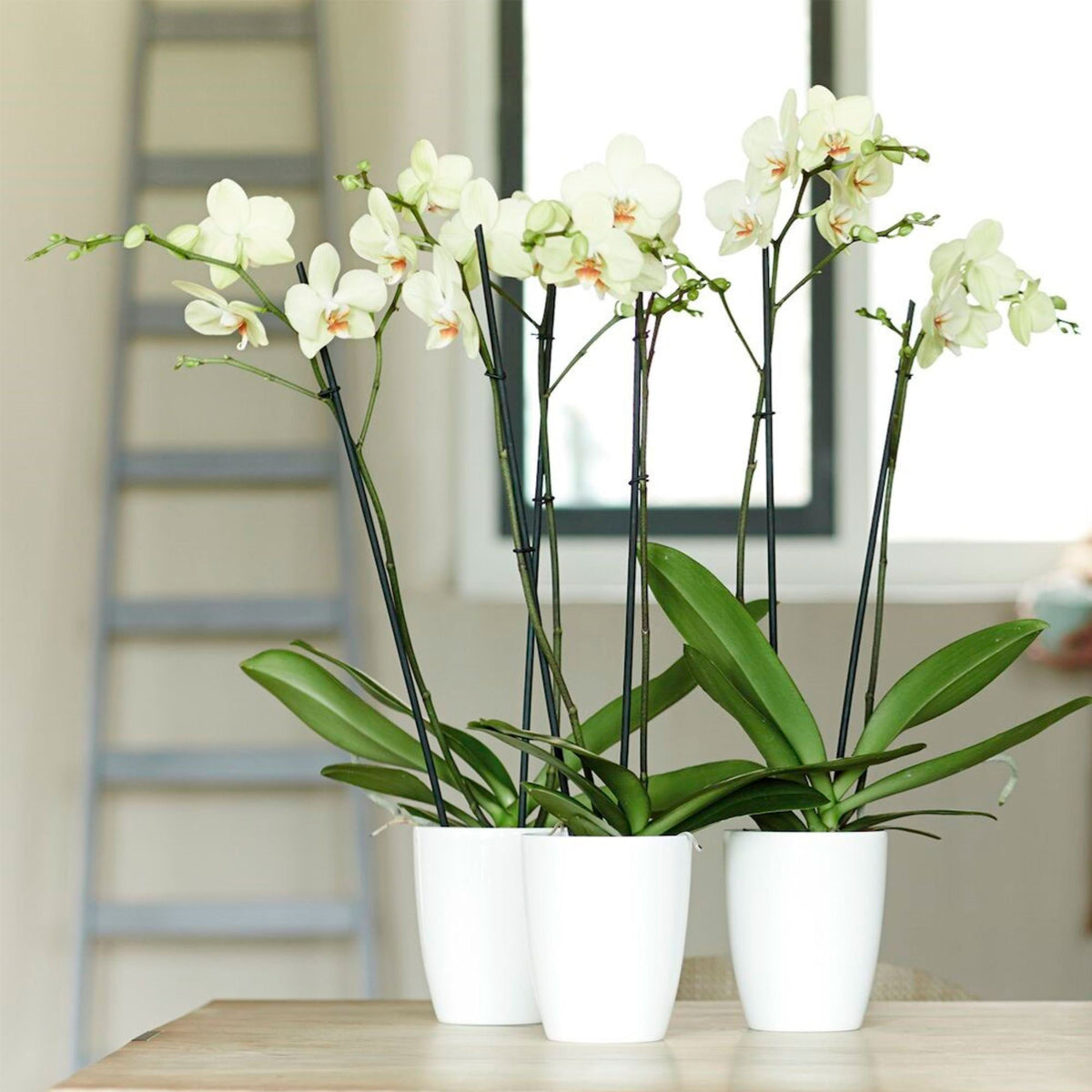 Elho tall flower pot Brussels orchid round white - Indoor pot