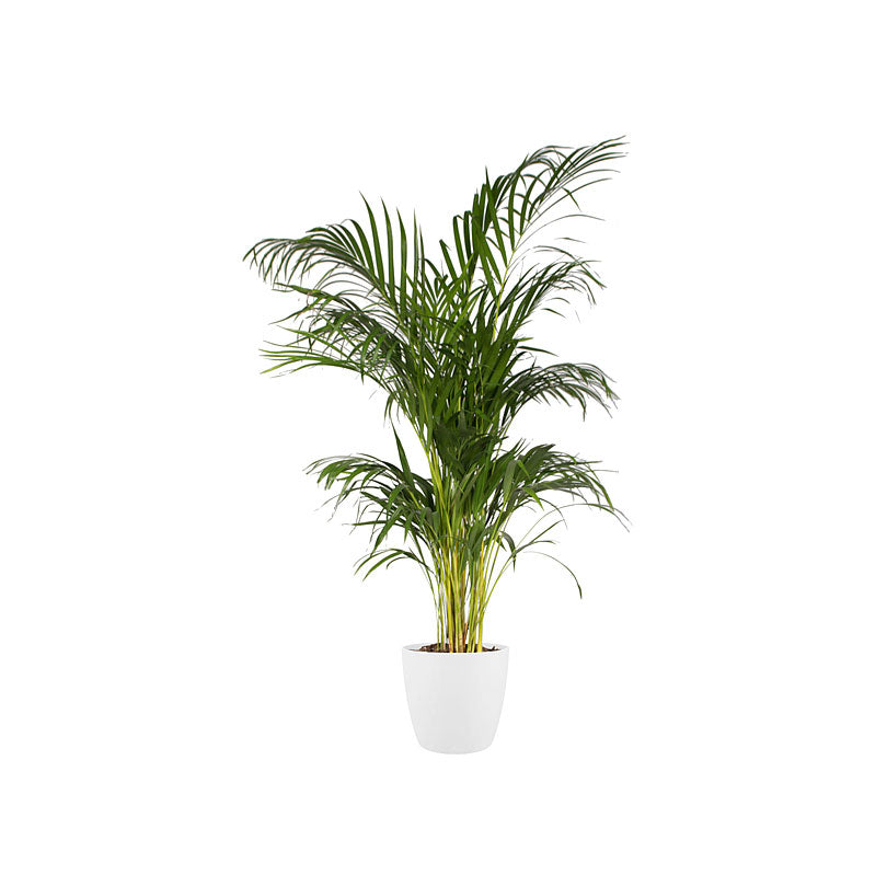 Elho Flower pot Brussels round white - Indoor pot