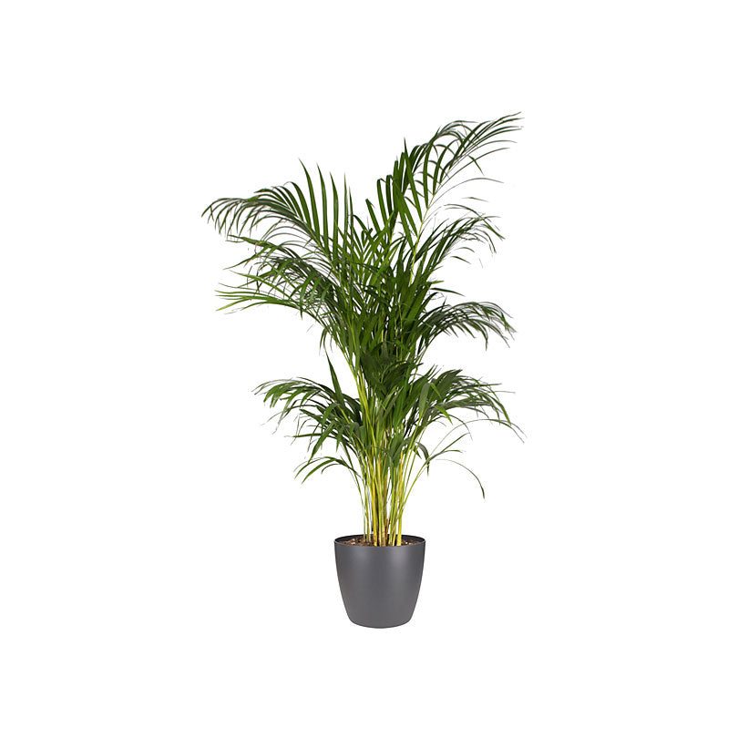 Elho flower pot Brussels round anthracite - Indoor pot