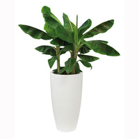 Elho tall flower pot Pure soft round white - Indoor and outdoor pot