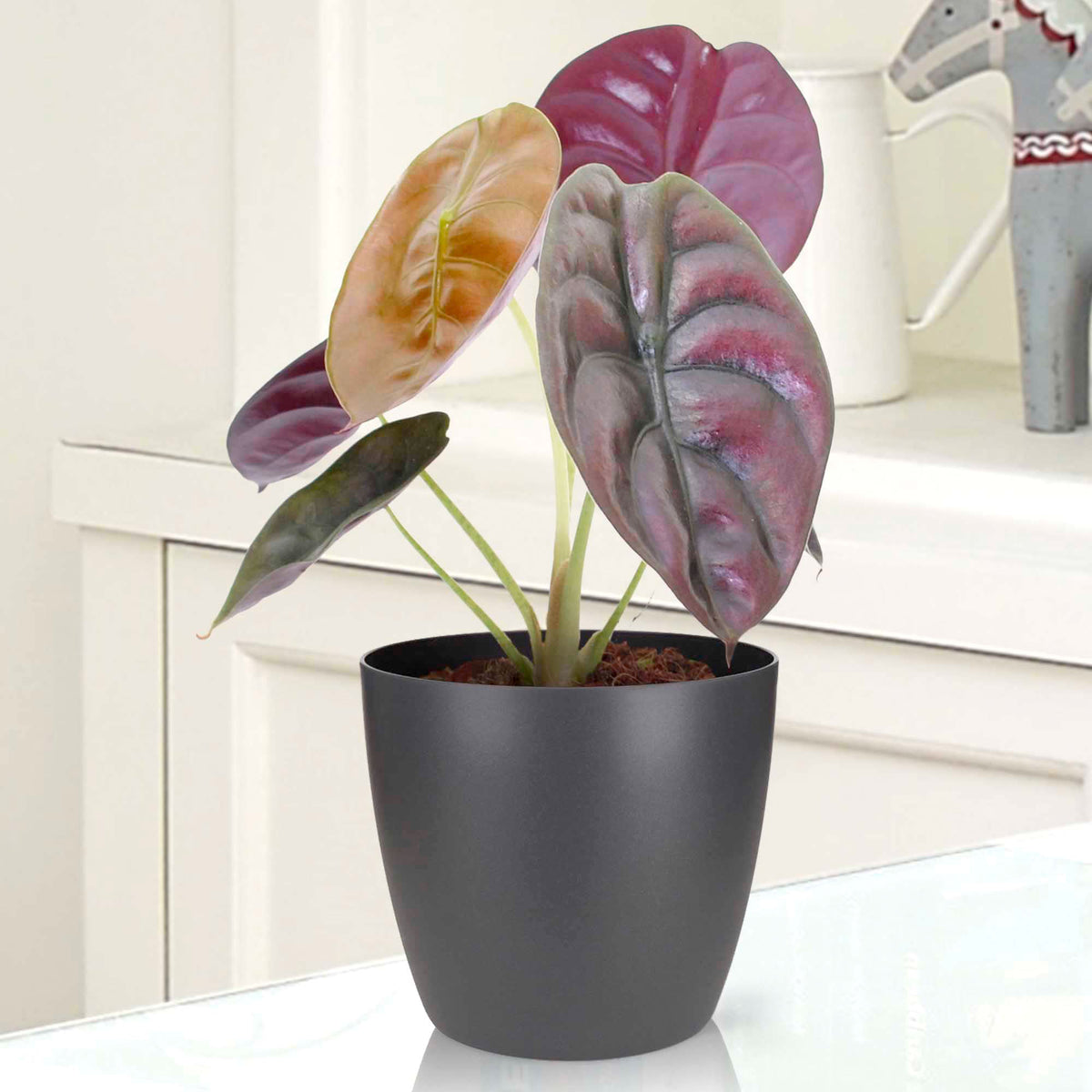 Elephant's ear Alocasia 'Red Secret'