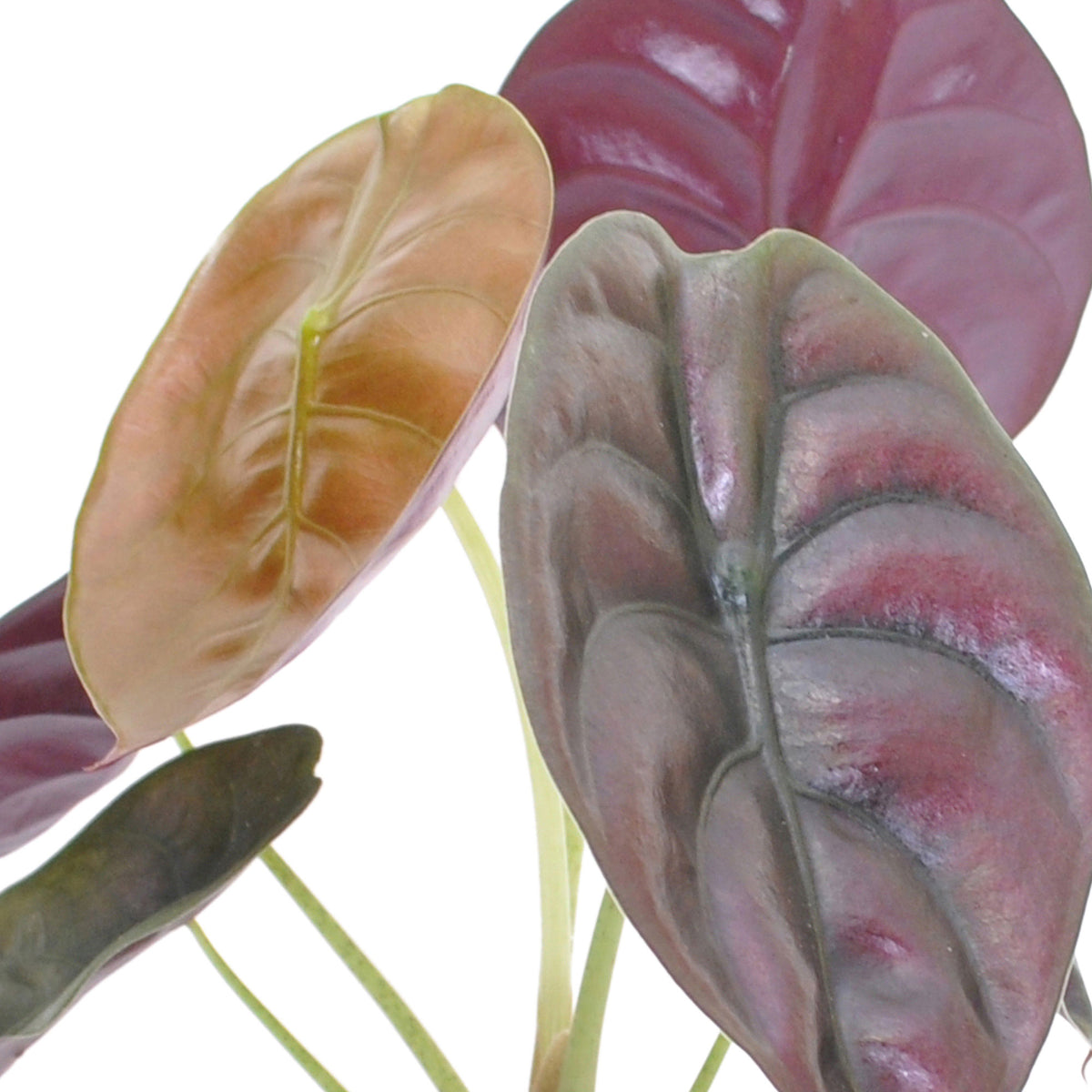 Elephant's ear Alocasia 'Red Secret'