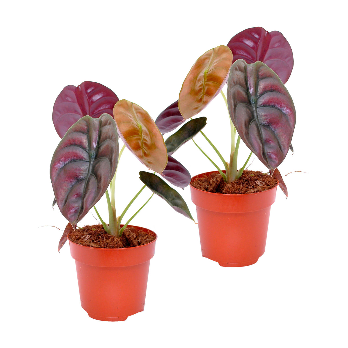 Elephant's ear Alocasia 'Red Secret'