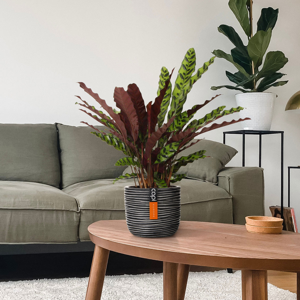 Rattlesnake Plant Calathea lancifolia 'Insigne'