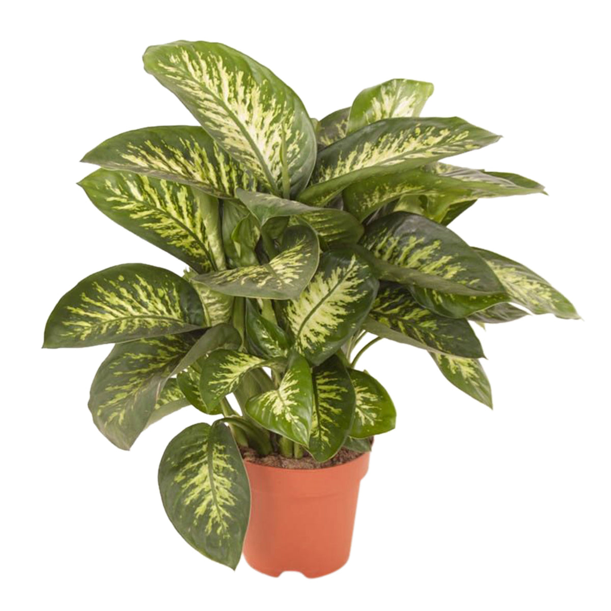 Dieffenbachia 'Tropic Snow' XL