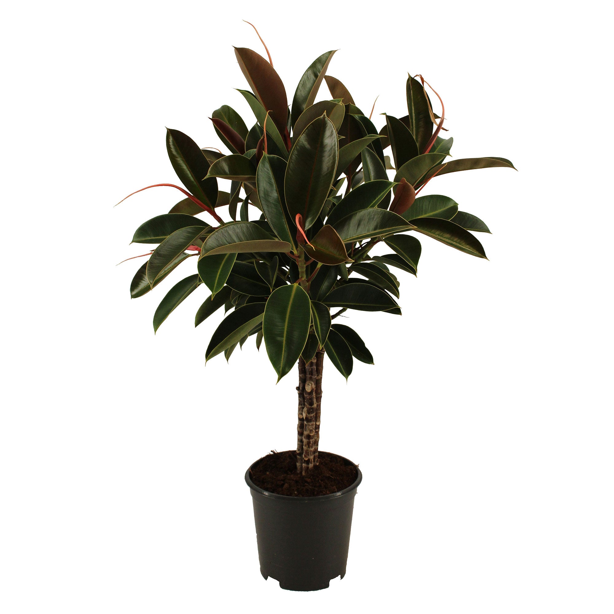 rubber tree melany Rubber plant Ficus elastica 'Melany' on stem