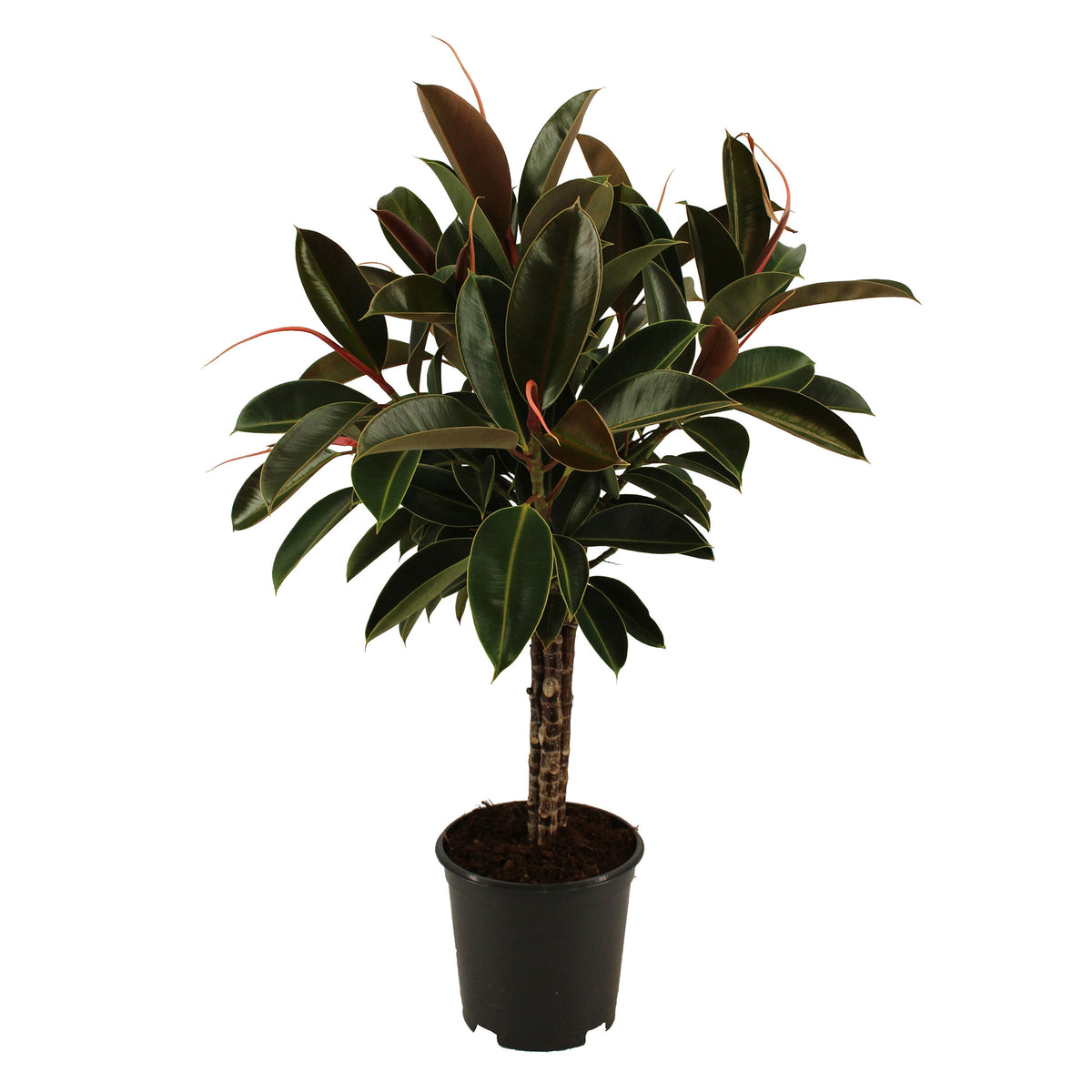 Rubber plant Ficus elastica 'Melany' on stem
