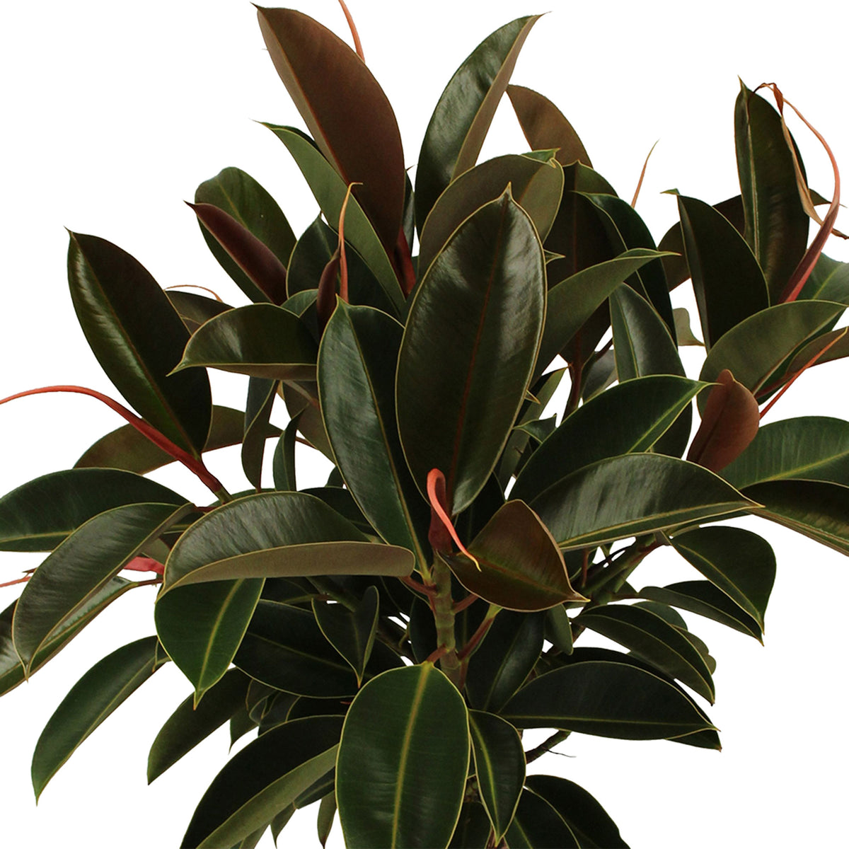 Rubber plant Ficus elastica 'Melany' on stem