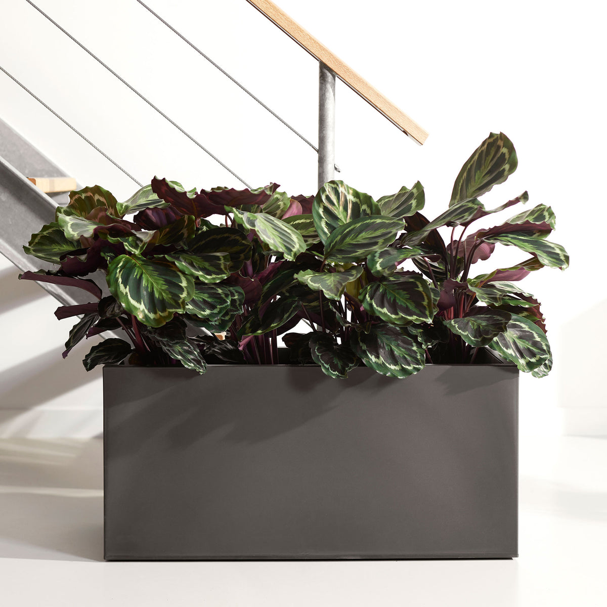 Prayer Plant Calathea 'Medaillon' XL