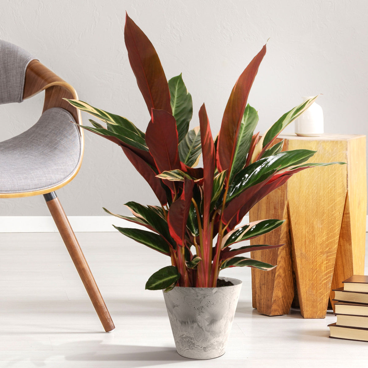 Calathea Stromanthe 'Triostar'