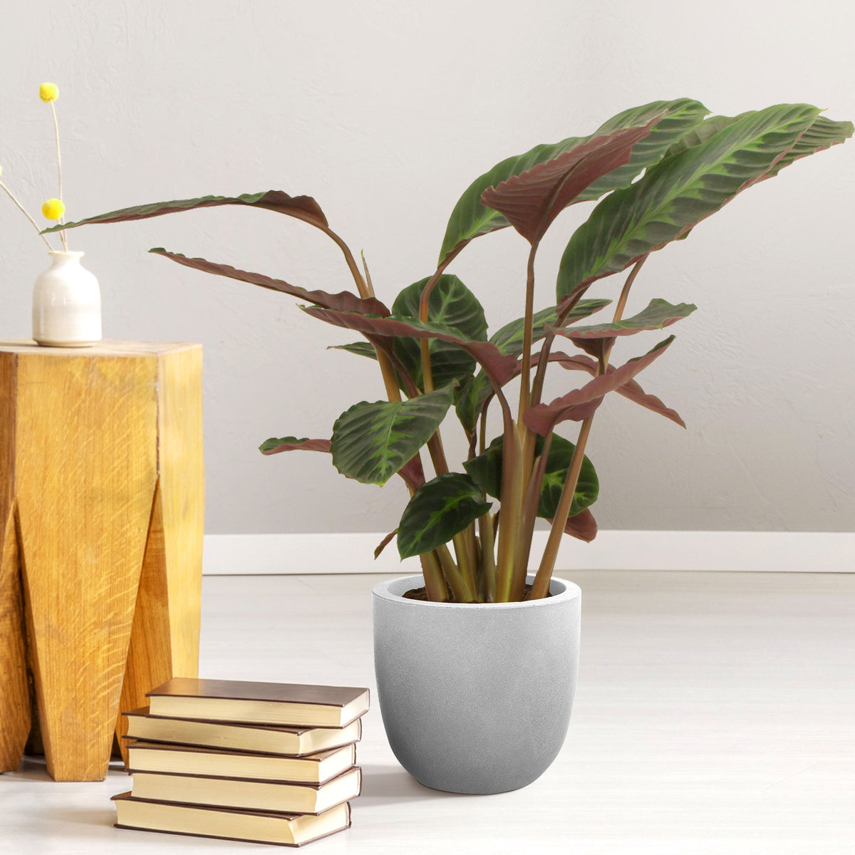Prayer Plant Calathea warcewiczii