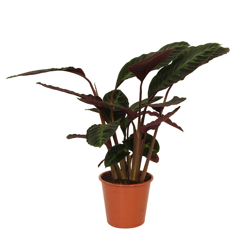 Prayer Plant Calathea warcewiczii