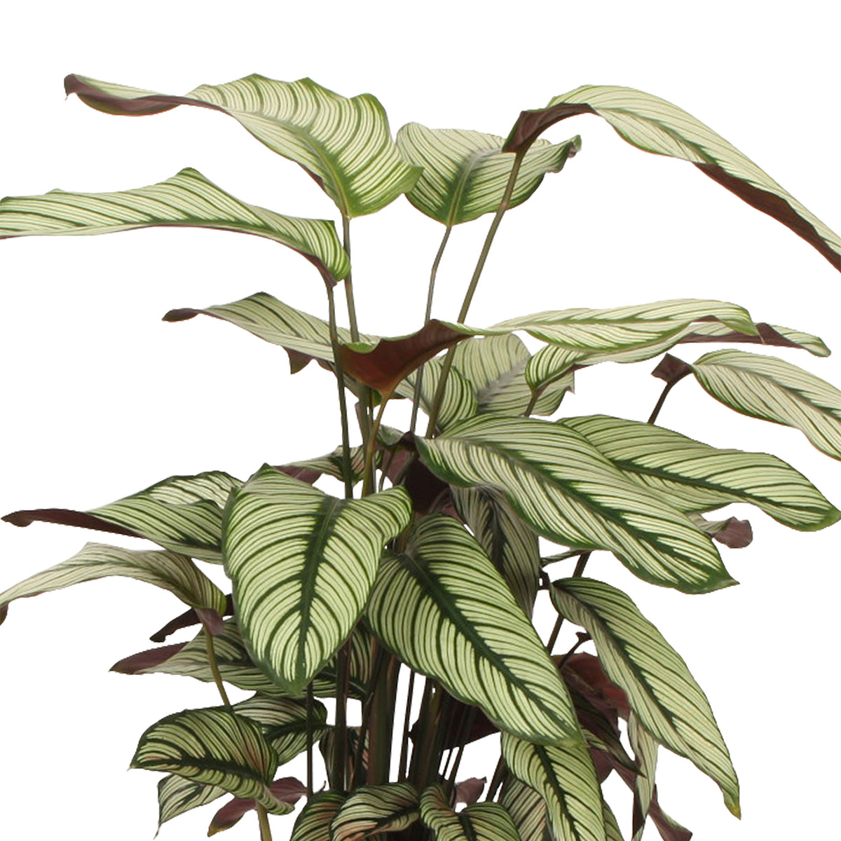 Shadow plant Calathea 'White Star' green-white-pink