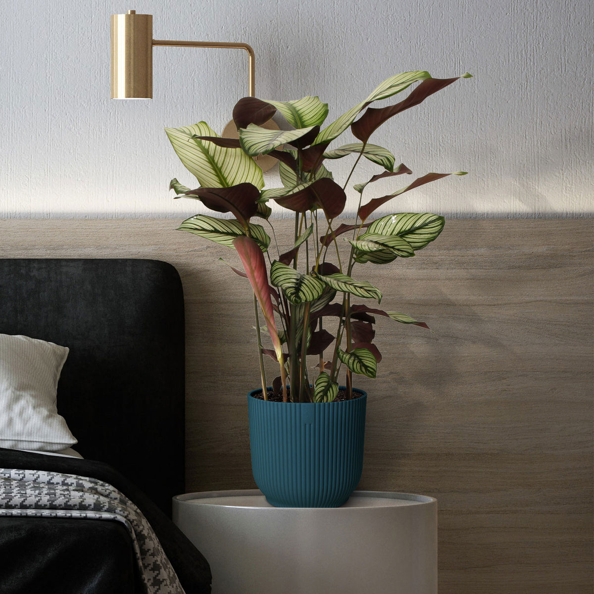 Shadow plant Calathea 'White Star' green-white-pink