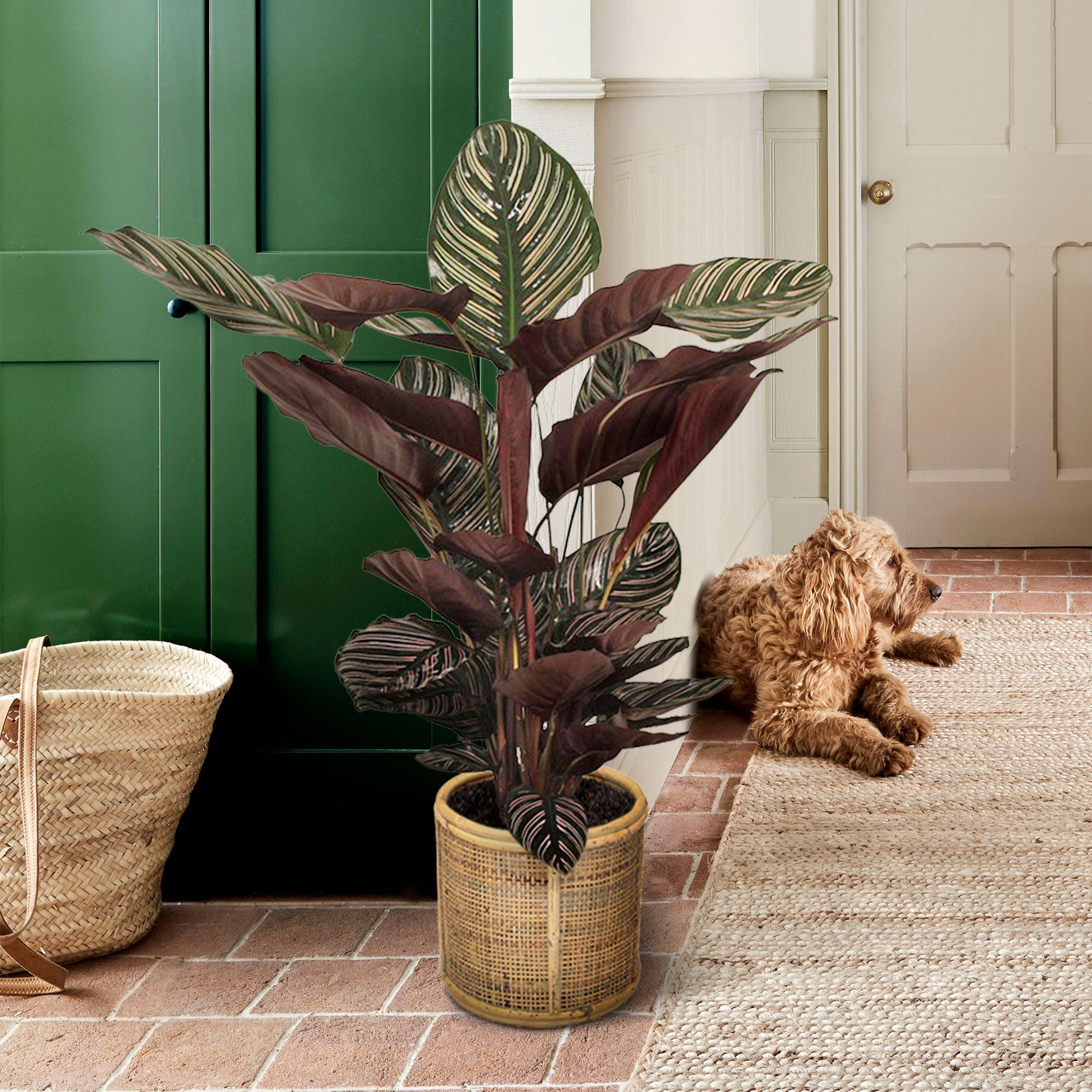 Pin-Stripe Plant Calathea 'Ornata' XL
