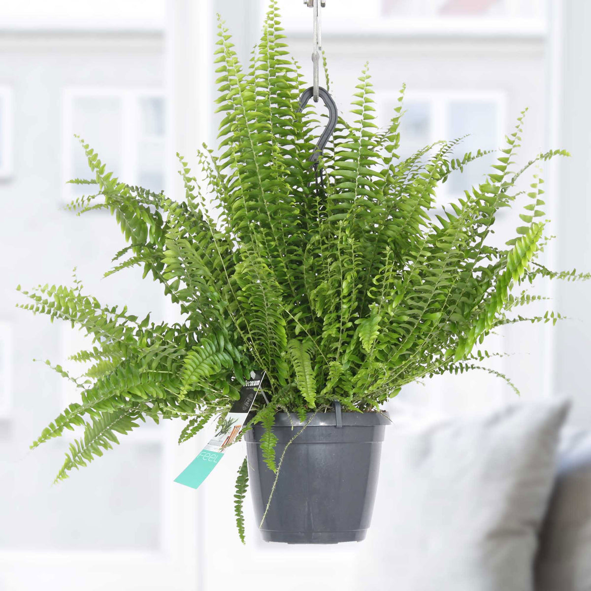 Sword fern Nephrolepis exaltata incl. plastic hanging pot
