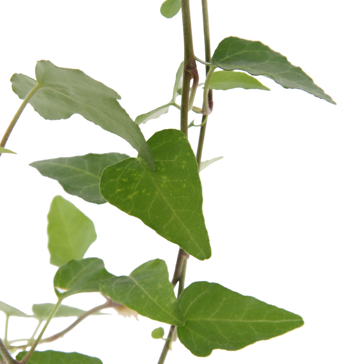 Ivy Hedera 'Pittsburgh' - Hanging plant