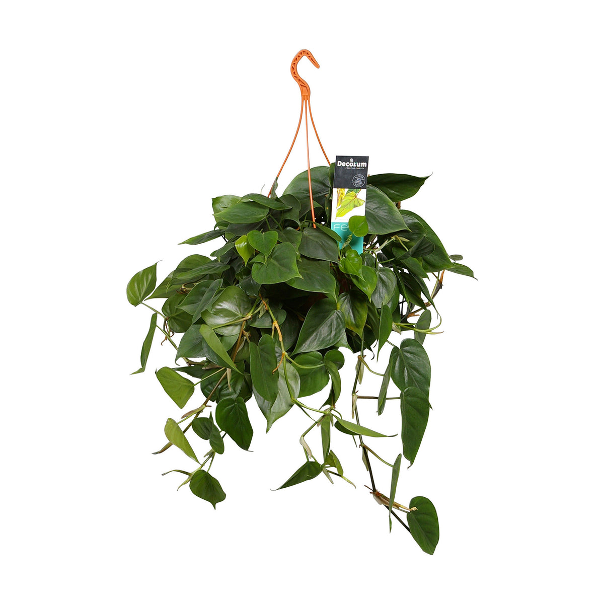 Philodendron scandens green incl. plastic hanging pot - Hanging plant