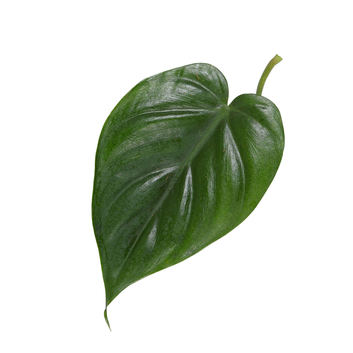 Philodendron scandens green incl. plastic hanging pot - Hanging plant