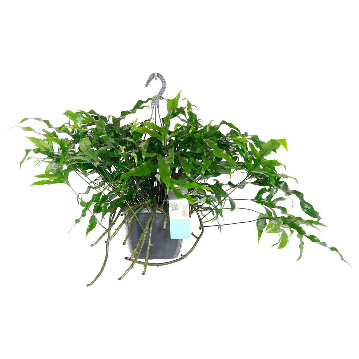 Kangaroo fern Microsorum diversifolium incl. plastic hanging pot