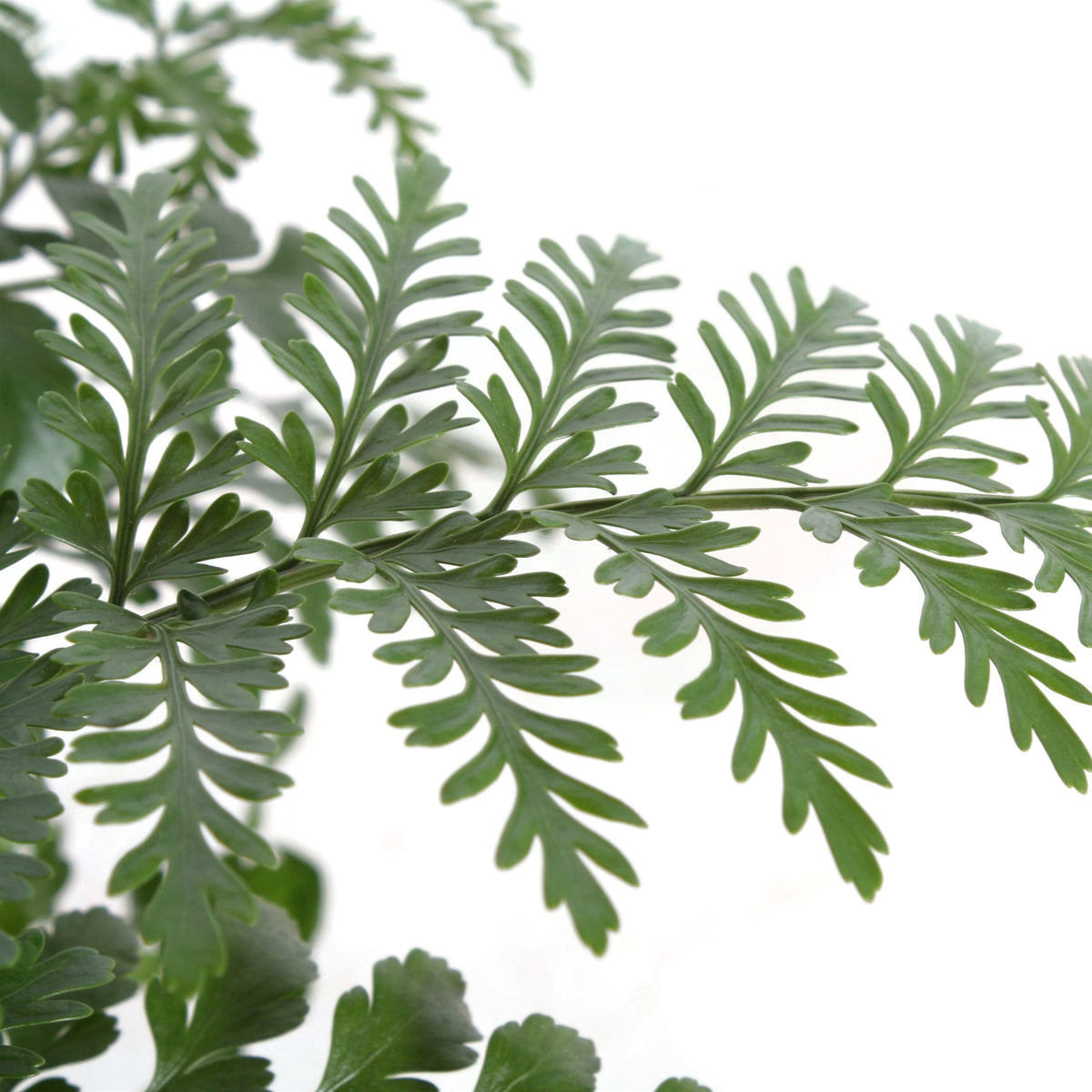 Mother Fern Asplenium 'Parvati'