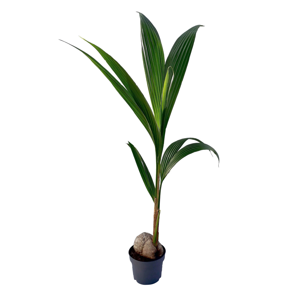 Coconut palm Cocos nucifera