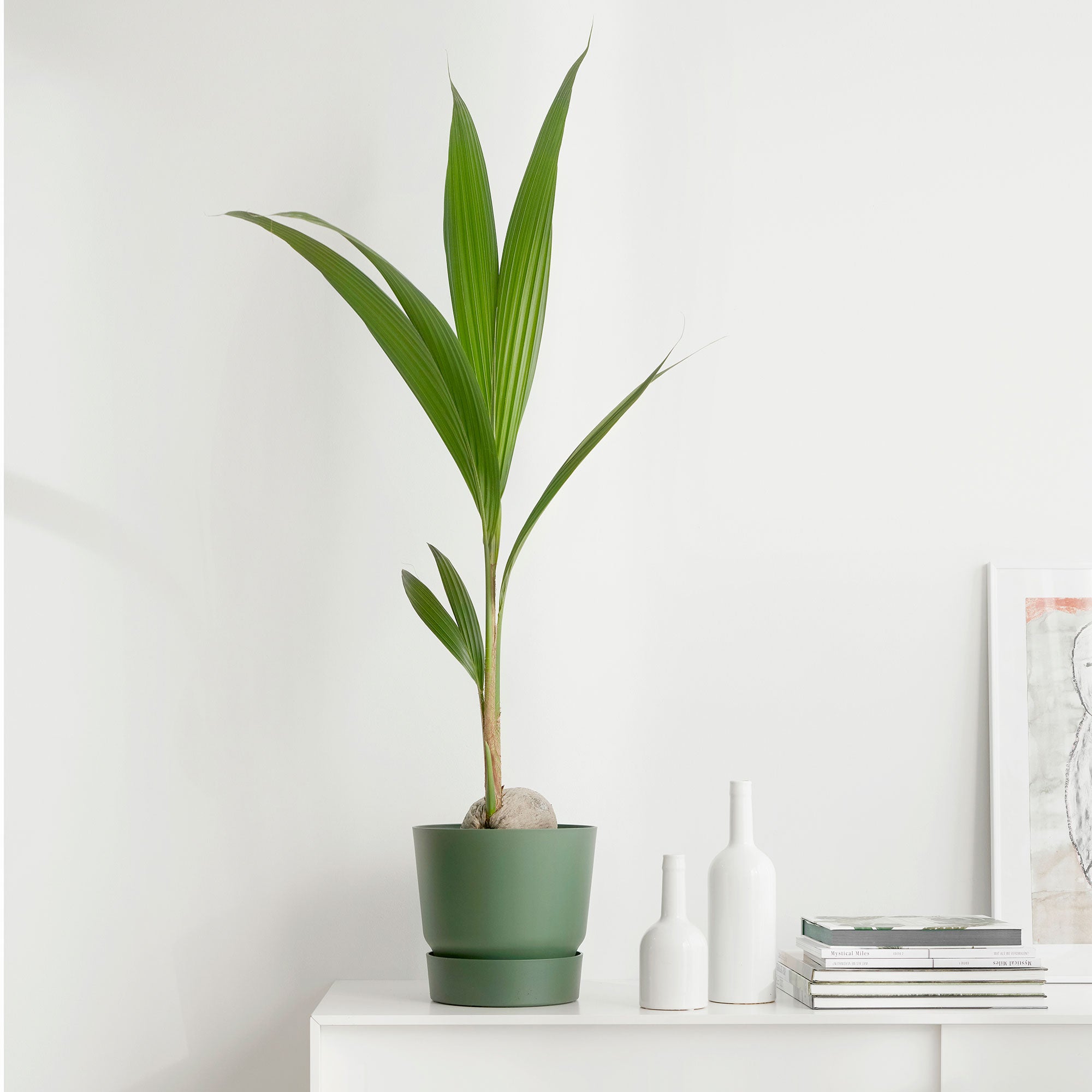 coco palm plant Coconut palm Cocos nucifera