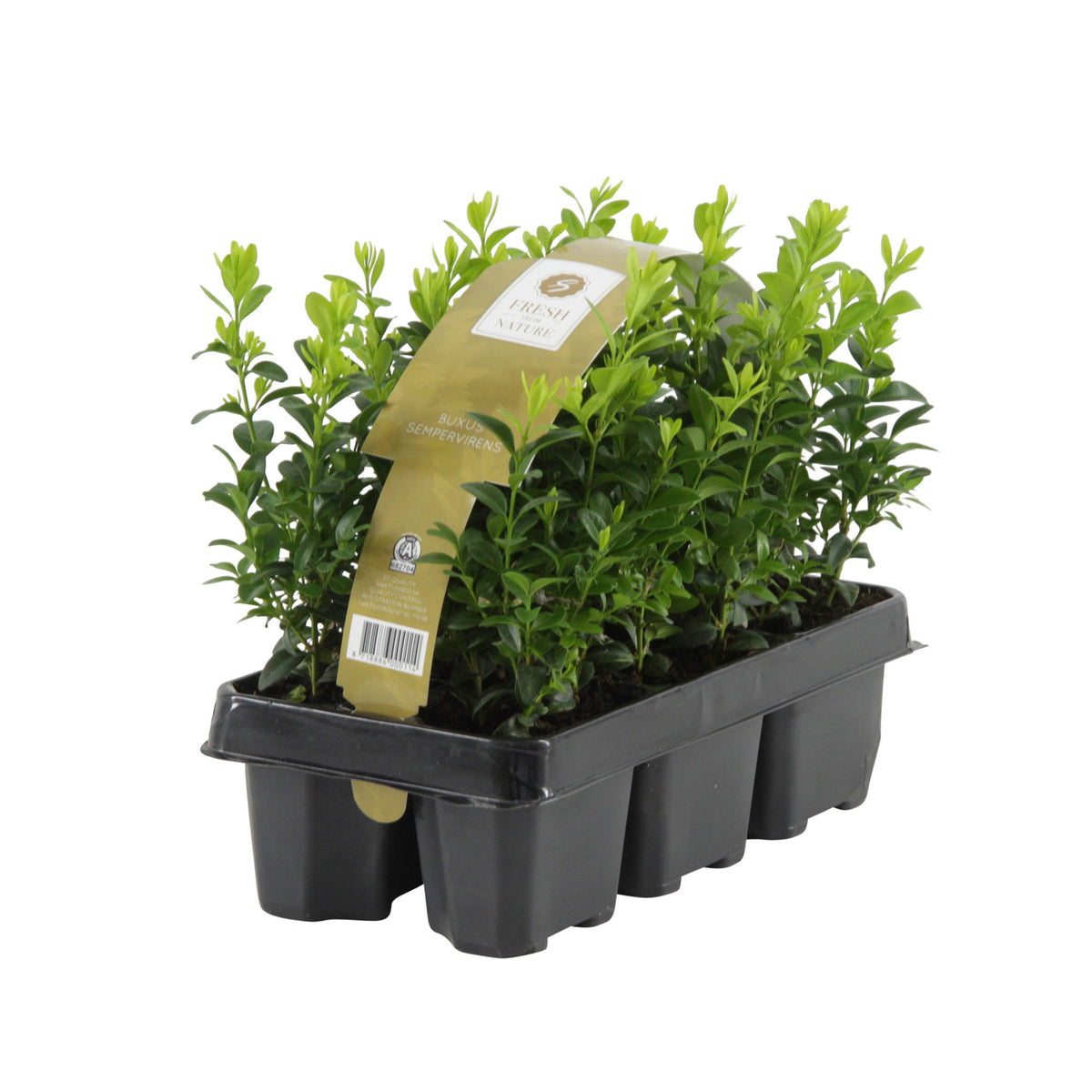 6x Buxus sempervirens - Hardy plant