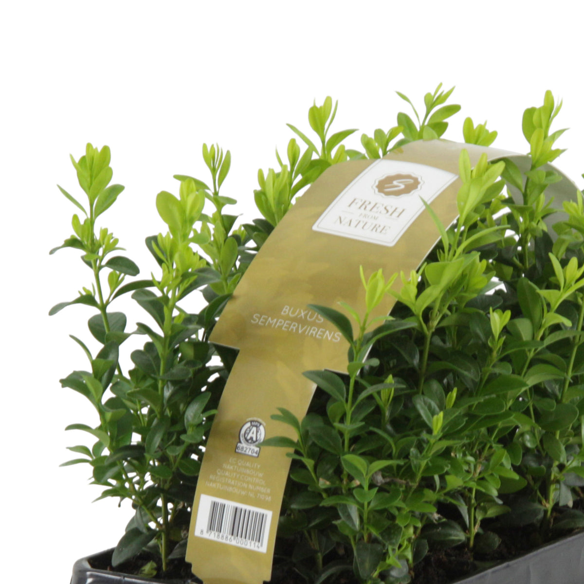 6x Buxus sempervirens - Hardy plant