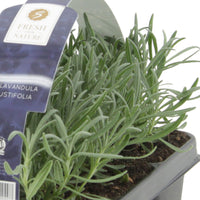 6x Lavender Lavandula angustifolia purple - Hardy plant